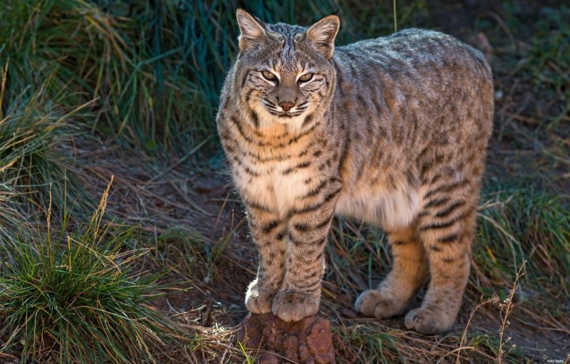 Дикая Ближневосточная кошка