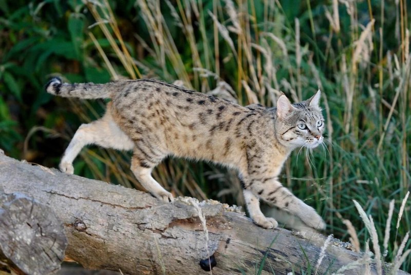 Felis Silvestris lybica