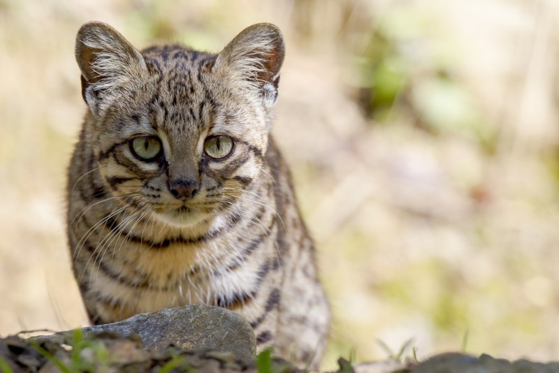 Андская кошка
