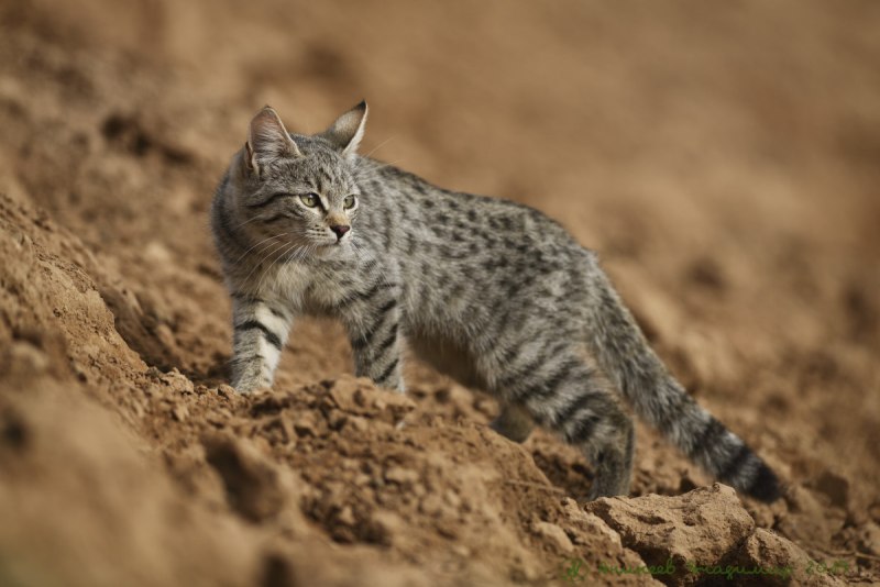 Дикая Буланая нубийская кошка