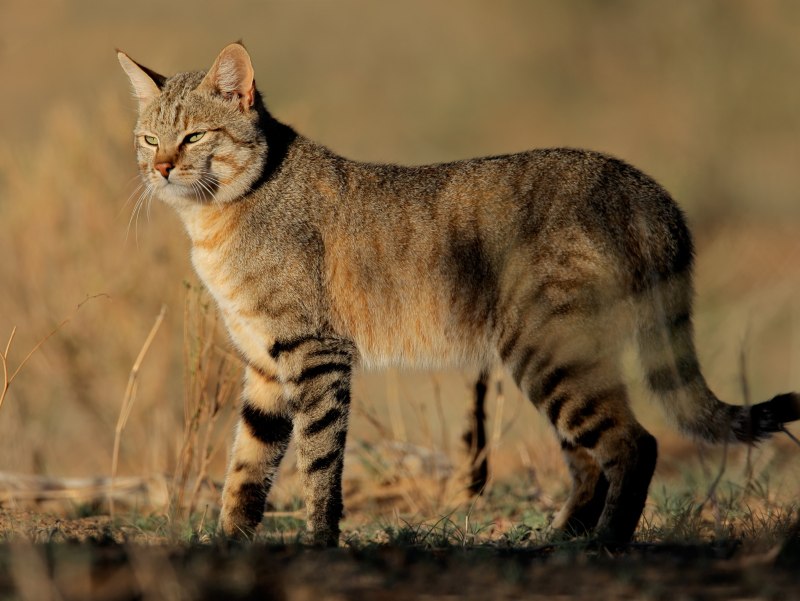 Кошка Felis Silvestris lybica