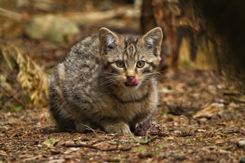 Лесная Степная кошка