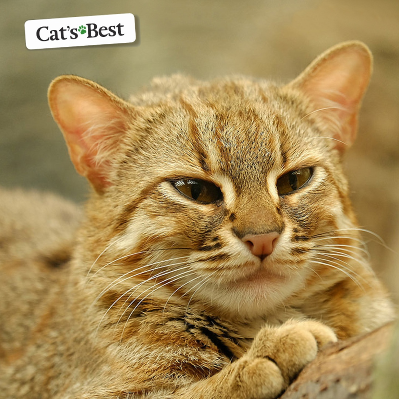 Дикой африканской кошки (Felis Silvestris lybica)