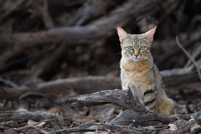 Felis Silvestris Ornata