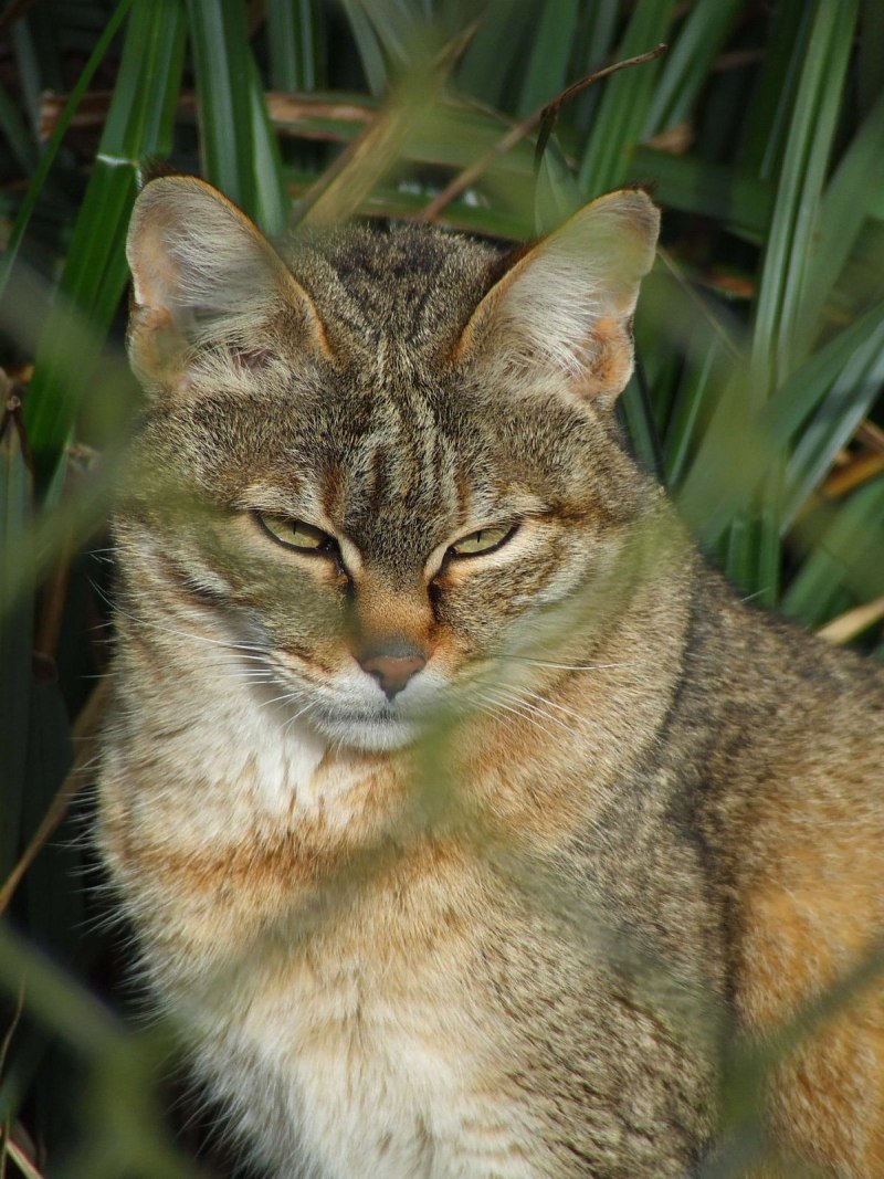 Степной кот Felis Silvestris lybica