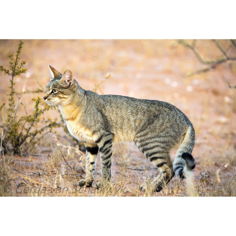 Дикая Буланая нубийская кошка