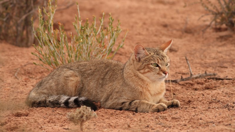 Степной кот Felis Silvestris lybica