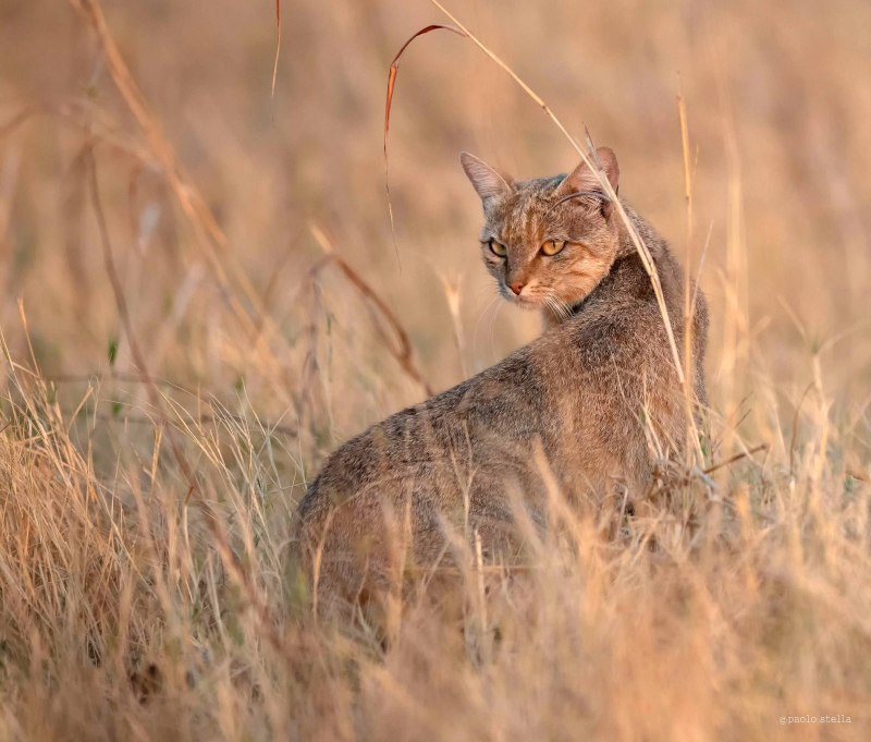 Кот Felis Silvestris lybica