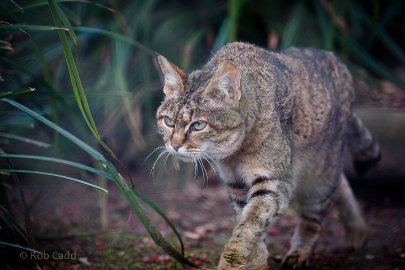 Степной кот Felis Libyca (Forster, 1780)