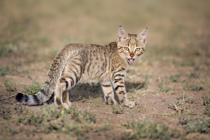Ливийская Буланая кошка