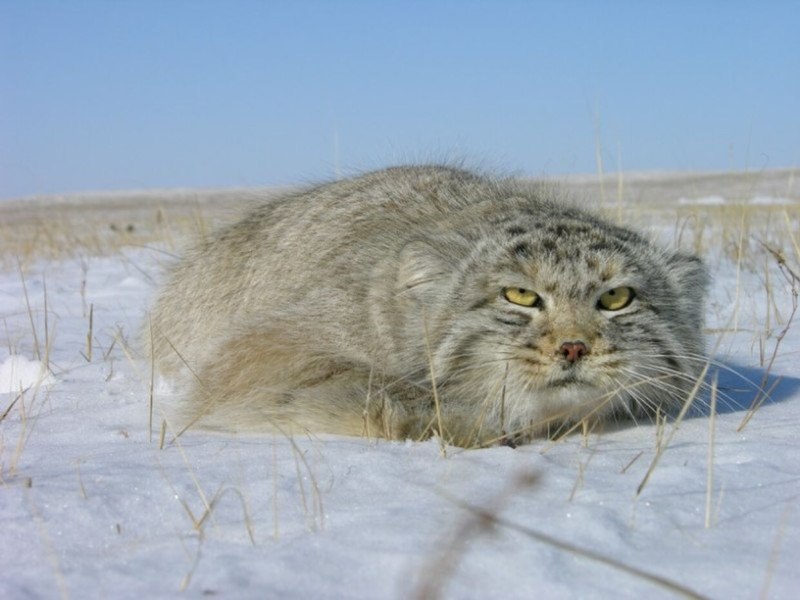 Степной Манул