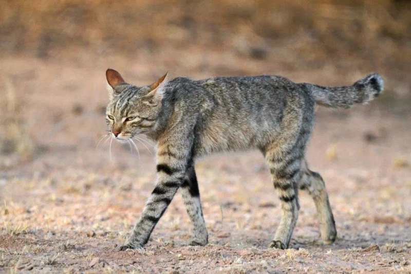 Степной кот Felis Libyca (Forster, 1780)
