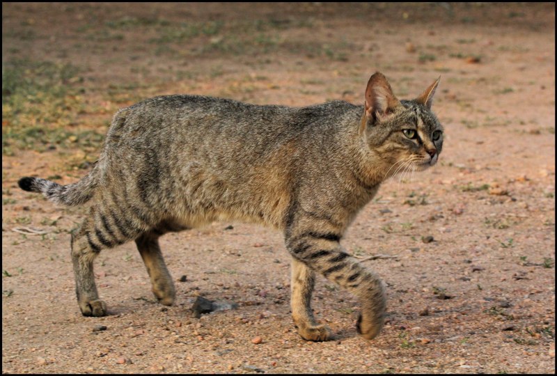 Степной кот Felis Libyca в Оренбургской области