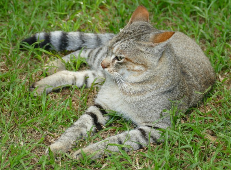 Felis Silvestris Cafra