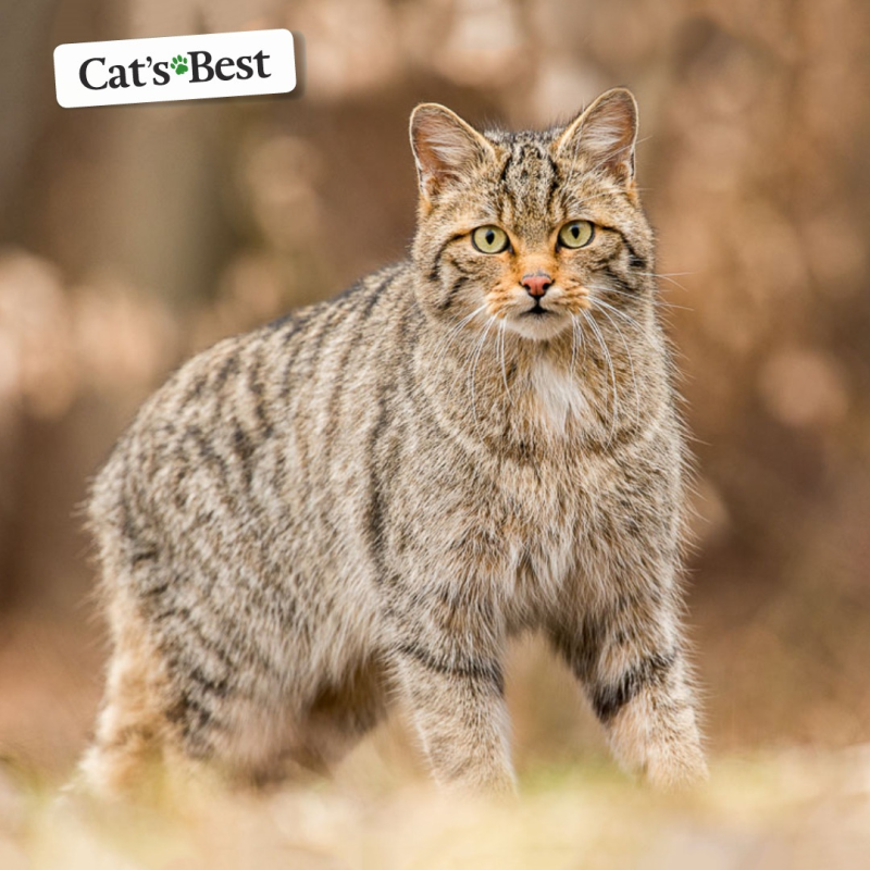 Степной кот Felis Silvestris lybica
