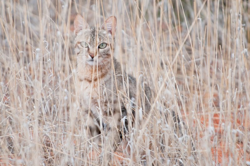 Степной кот Felis Libyca в Оренбургской области