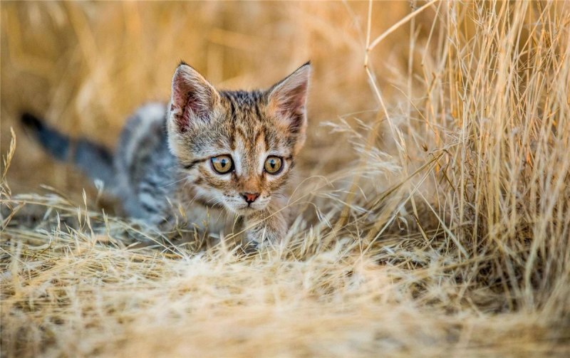 Felis Silvestris lybica