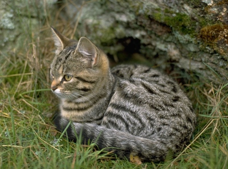 Котята Степной кошки