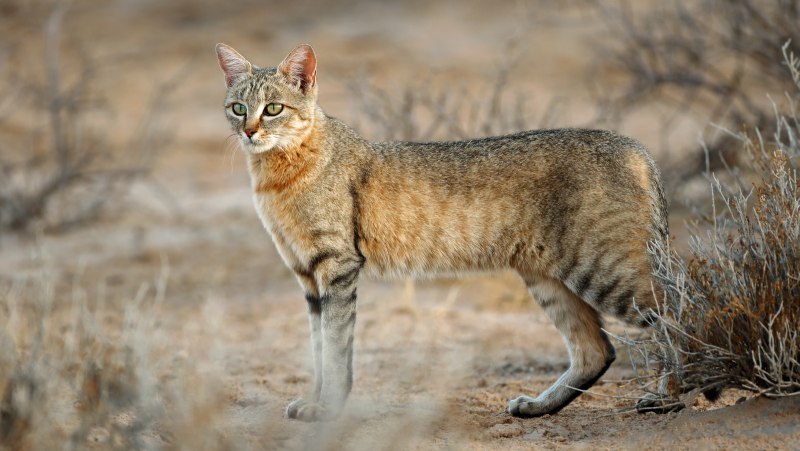 Китайская Гобийская кошка