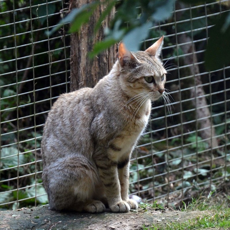 Степной кот Felis Silvestris lybica