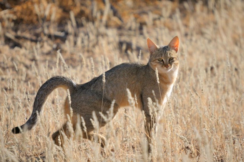 Ливийская или нубийская кошка