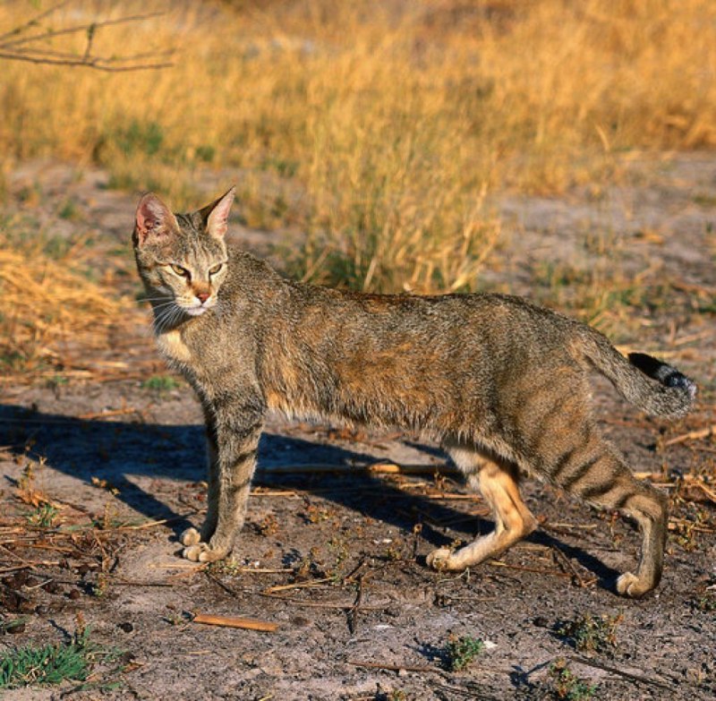 Степной кот Felis Silvestris lybica