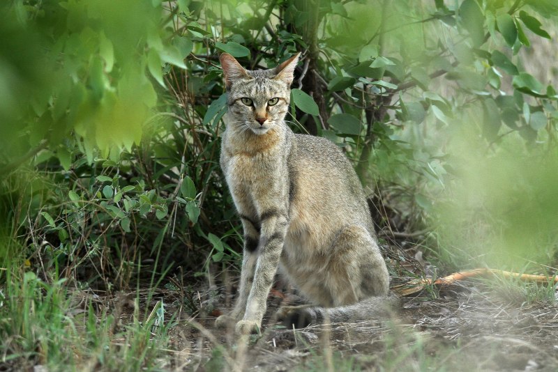 Felis Silvestris Cafra