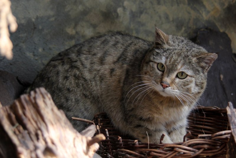 Степной Лесной кот