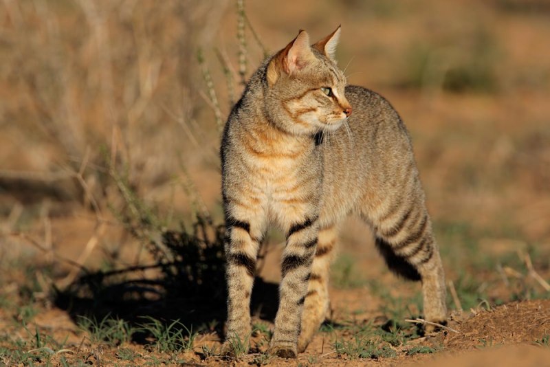 Степной кот Felis Silvestris lybica