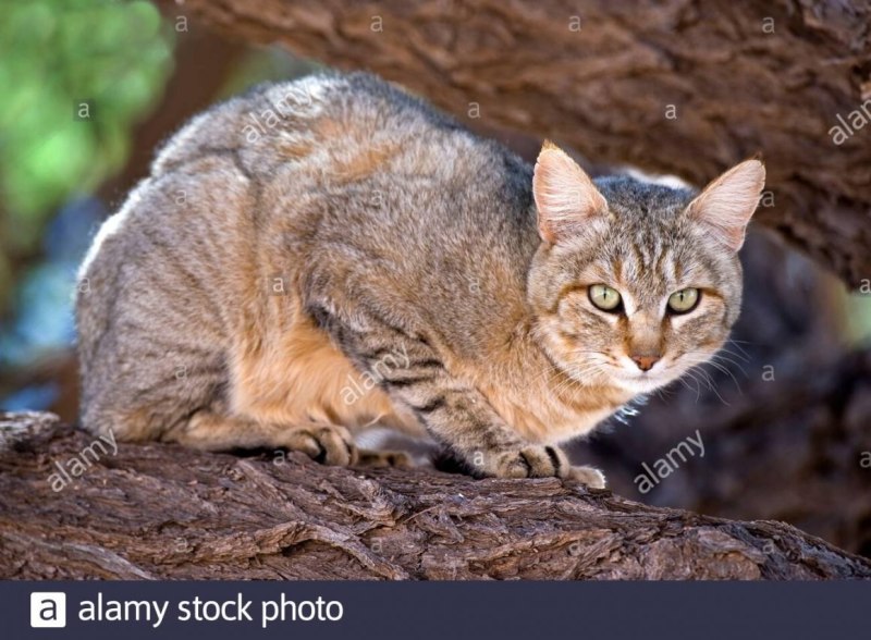 Степной кот Felis Silvestris lybica