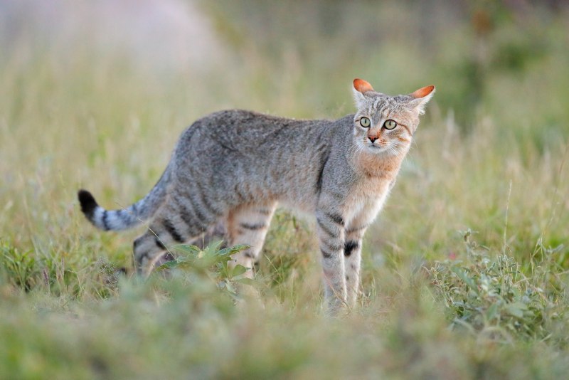 Ливийская Буланская кошка