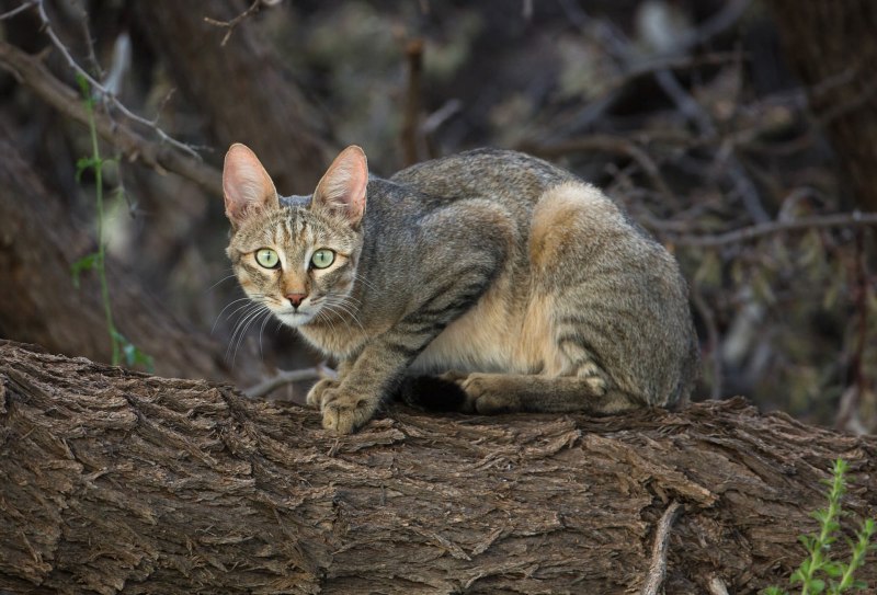 Степной кот Felis Silvestris lybica