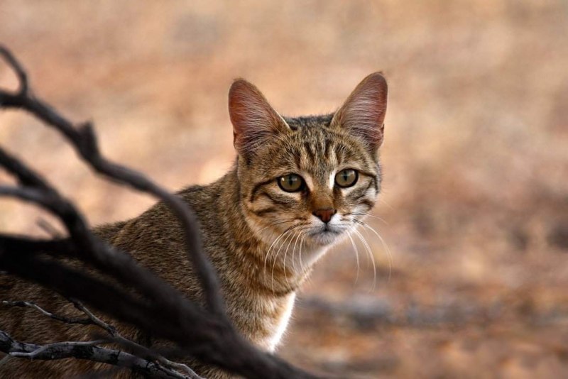 Степная кошка (Felis Libyca)