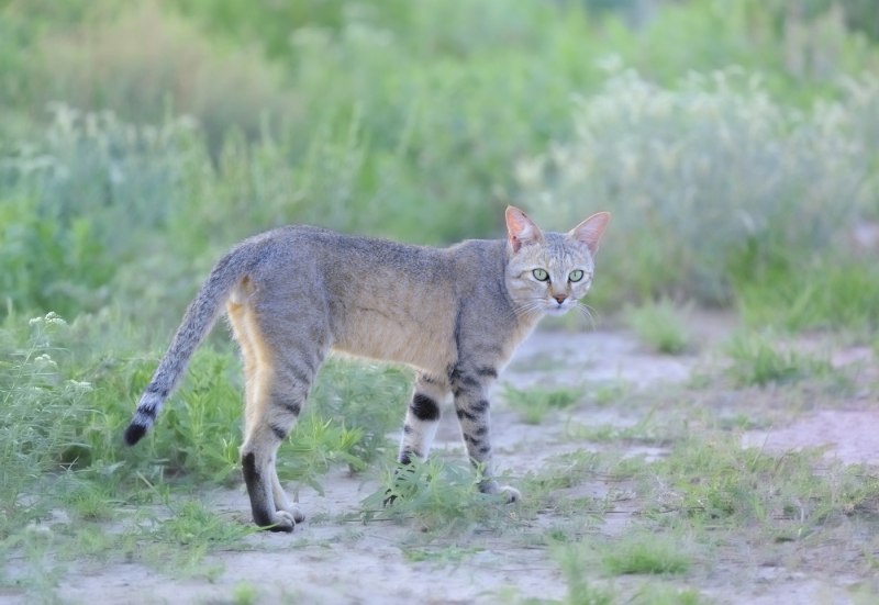 Степная кошка (Felis Libyca)
