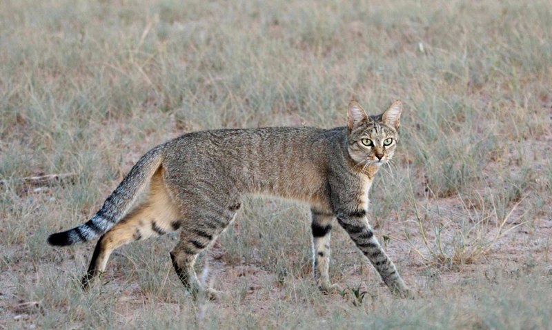 Степная кошка (Felis Libyca)