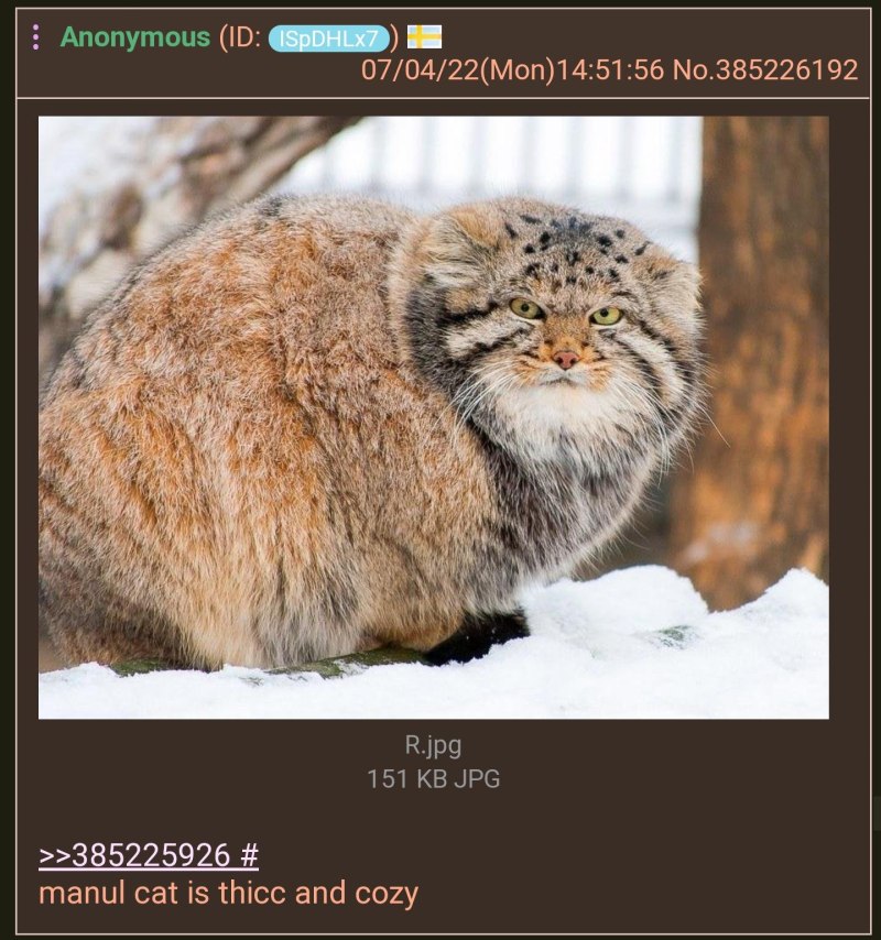 Степной кот его размер