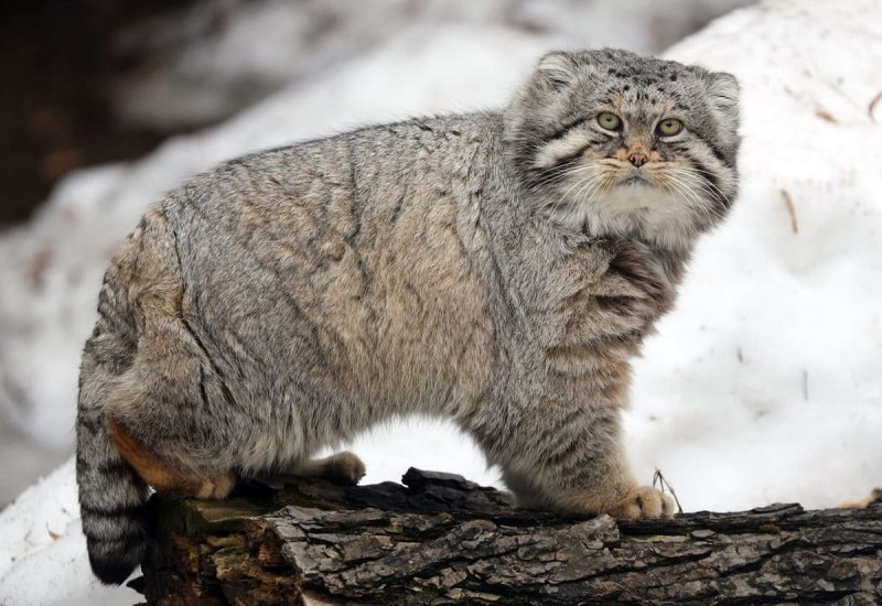 Манул (палласов кот)