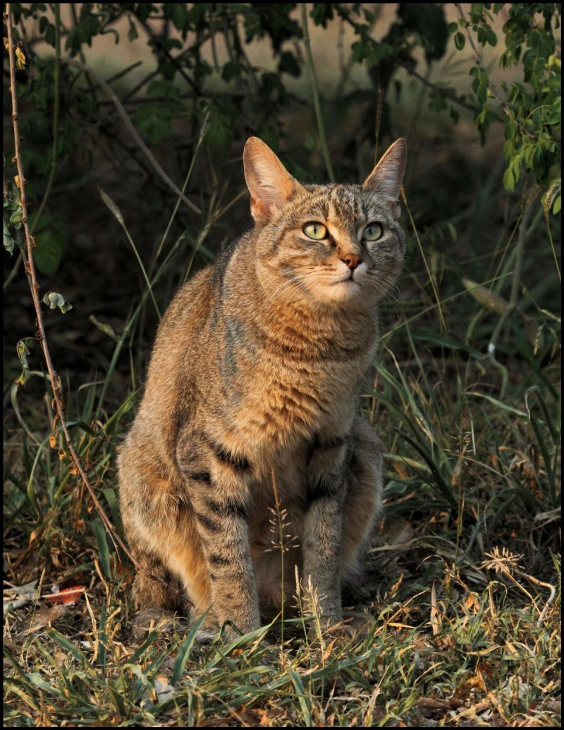Felis Silvestris lybica