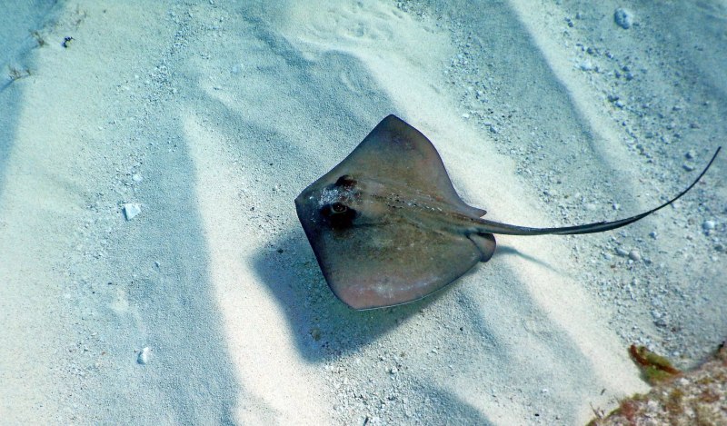Скат-хвостокол (Whiptail Stingray)
