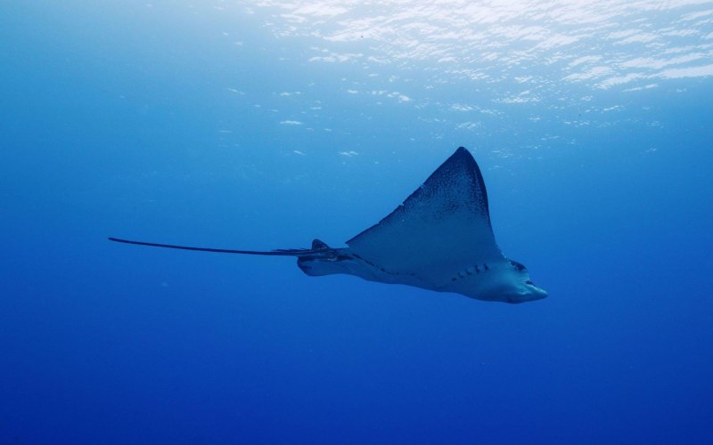 Скат Stingray