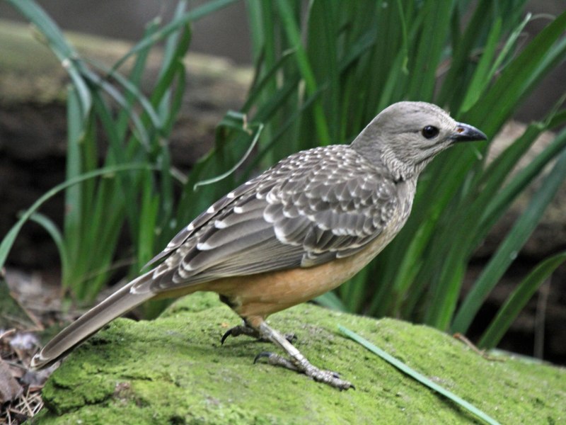 Chlamydera nuchalis