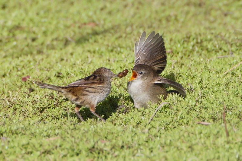 Spinifexbird
