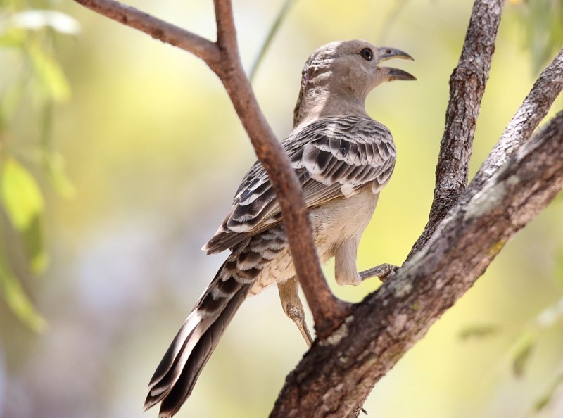 Chlamydera nuchalis