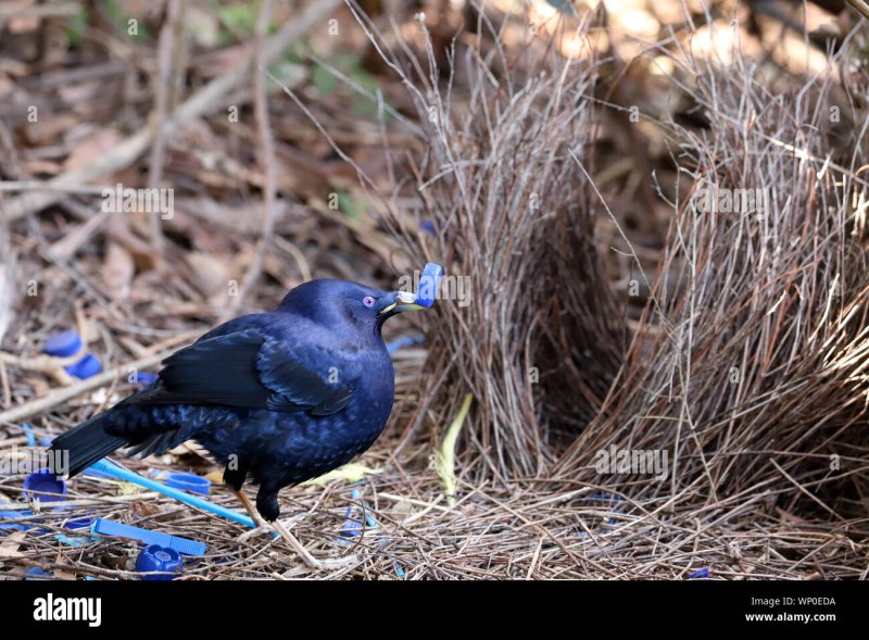 Bowbird