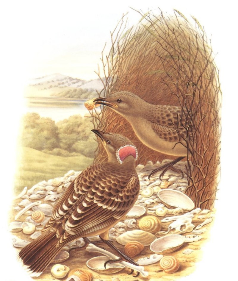 Chlamydera nuchalis