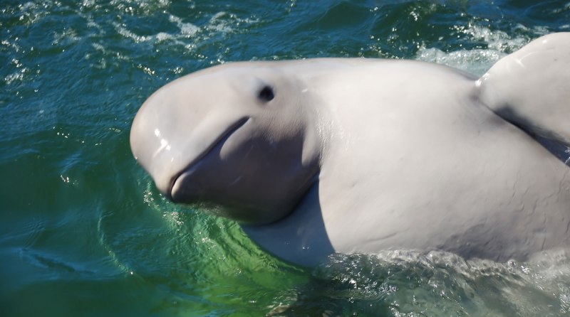 Дельфин Белуха японское море
