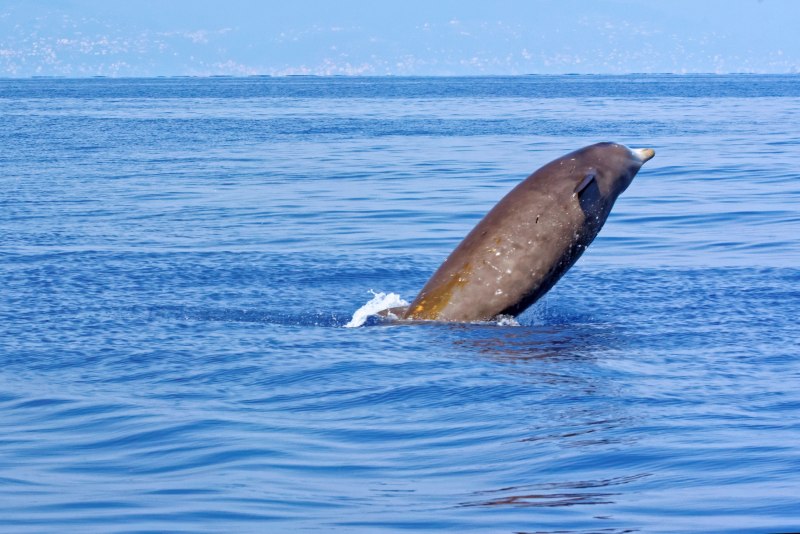 Cuvier's beaked Whale Dive