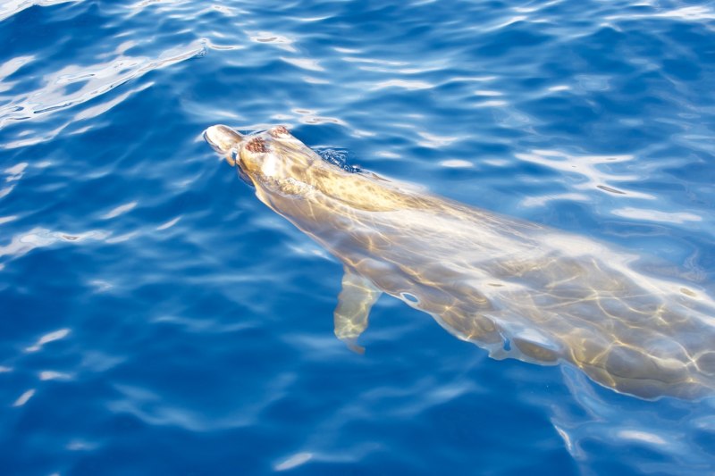 Mesoplodon densirostris