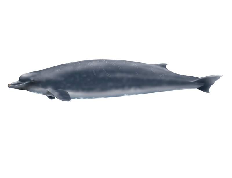 Berardius bairdii