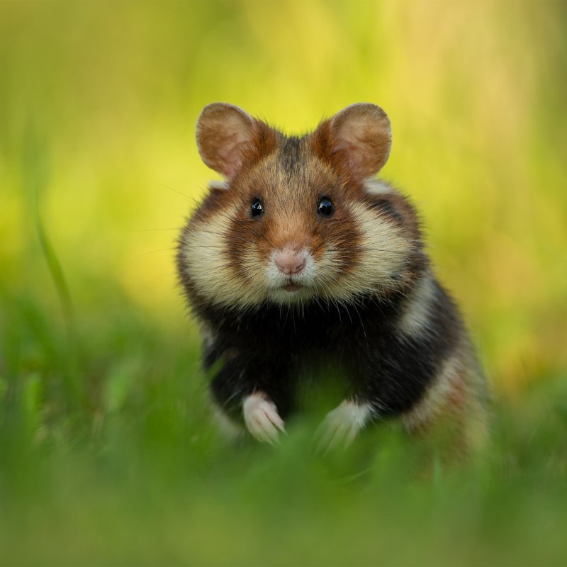 Cricetus Cricetus